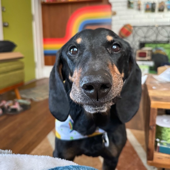 Meet your posher, Andi (and Woody)! - Picture 11 of 16